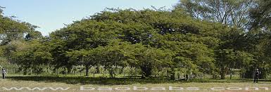 Image result for Acacia sieberiana