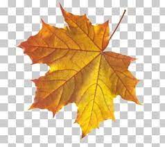 Autumn Leaf Color Maple Leaf Png Autumn Leaf Color Leaf Coloring Autumn Leaves