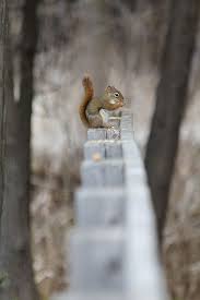 squirrel autumn pinterest eichhornchen bilder eichhornchen natur tiere