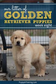 Our Litter Of Golden Retriever Pups Week 8 Puppy In Training