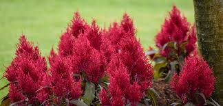 Celosia Costa Farms