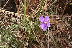 Image result for Dissotis pachytricha