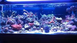 Maybe you would like to learn more about one of these? Common Saltwater Aquarium Fish Diseases Ratemyfishtank Com