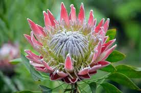 Image result for Platycoryne protearum