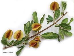 Image result for Combretum hereroense