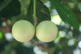 Image result for Tabernaemontana crassa