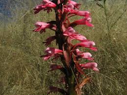 Image result for Satyrium macrophyllum