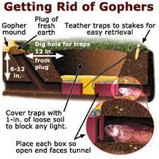Is natural predators an easy remedy? Your Toughest Lawn Questions Answered Getting Rid Of Gophers Gopher Fruit Trees In Containers