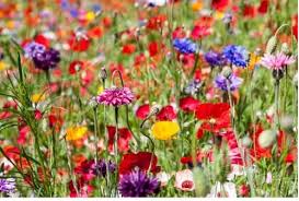 2kg Mixed Poppy Cornflower Wildflower Meadow Plus 8 Species Meadow Grasses Pasture 2kg Wholesale Bulk Joblot Wild Flow In 2020 Wild Flowers Uk Wild Flowers Wild Seed