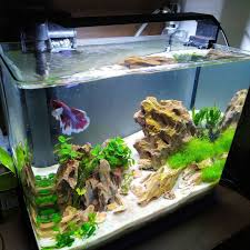Betta Fish Tank Design Ideas For Office Rooms And Living Rooms Ideas Fish Tank Fish Tank Design Betta Fish Tank