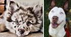 341 Crossbreed Dogs That Will Make You Fall In Love With Mutts
