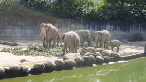 Covering an area of 34 acres. Malayan Elephants Feeding At Zoo Taiping Night Safari Happy World Zoo Day 23rd October 2020 Youtube