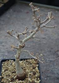 Image result for Euphorbia platyrrhiza