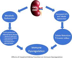 Diabetic kidney disease (dkd) refers to renal disease specific to diabetes that may be occasionally, proteinuria in dm may herald other possible causes of ckd, particularly glomerular disorders as. Immune Dysfunction And Risk Of Infection In Chronic Kidney Disease Sciencedirect