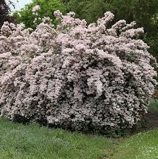 Image result for Kolkwitzia amabilis