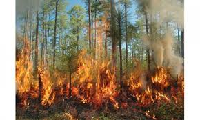 Kebakaran Hutan di Indonesia Sering Dianggap Sepele, Namun ...