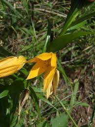 Image result for Littonia modesta