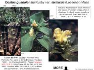 Image result for Siphonochilus brachystemon