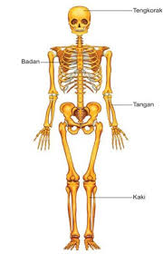 Tulang yang menyusun manusia terdiri atas 206 buah, yang tulang rawan tersusun atas sel tulang rawan muda (kondrioblas) dan sel tulang rawan dewasa (kondriosit). Sistem Gerak Pada Manusia Cerita Kita Bersama