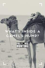 Camels humps are mainly lipid. What S Inside A Camel S Hump Full Force Hunting