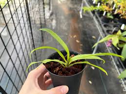 Image result for Angraecum calceolus