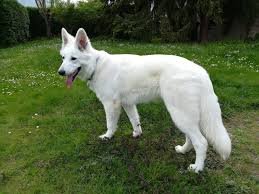 Das weiße fell macht ihr aussehen noch raffinierter und charmanter. Weisse Schaferhunde Of White Starlight Home Facebook