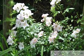 Hivernation de rosiers en pots dehors: Cultiver Un Rosier En Pot Les Jardins De Malorie
