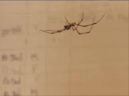 Black widow spiders also use their webs to ensnare their prey, which consists of flies, mosquitoes, grasshoppers, beetles, and caterpillars. A Meal Or A Male The Whispers Of Black Widow Males Do Not Trigger A Predatory Response In Females Frontiers In Zoology Full Text