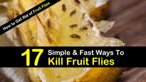 The same fly can flit on an around a table next to you for an hour, but the second you grab something to swat him with, he flies off and can't be found. 17 Fast Easy Ways To Get Rid Of Fruit Flies