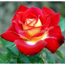 Maybe you would like to learn more about one of these? Isi 30 Butir Benih Bunga Mawar China Indah Beautiful Chinese Rose Import Shopee Indonesia