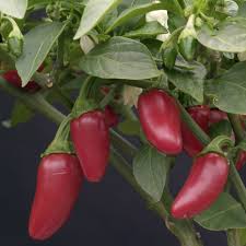 Image result for jalapeno chili pepper plants
