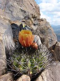 These plants appreciate humidity, so they grow best in moist areas. Understanding The Cactus Root Systems 4 Types Of Cactus Roots Succulent Alley