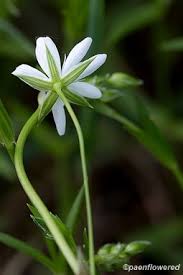 Image result for Stellaria