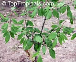 Image result for Gonatopus