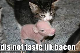 Carolyn Seligh Apparently Kitties Eat The Cute Little Piggies Animals Funny Animals Baby Animals