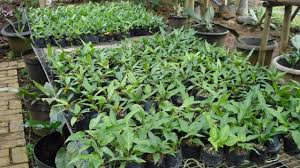 Kira kira penampakan matanya seperti ini. 8 Jenis Bunga Anthurium Salah Satunya Gelombang Cinta Hot Liputan6 Com