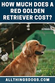 The best way to approach this critical question is to not only thing of how much you will spend buying or adopting the dog. Red Golden Retriever Price Red Golden Retriever Red Golden Retriever Puppy Golden Retriever Price