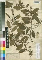 Image result for Securidaca welwitschii