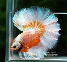 Maybe Pleated Chiffon With Wire Spokes Betta Fish Betta Pet Fish