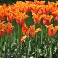 The flowers can grow to 3 inches wide. Popular Orange Flower Varieties