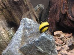 Nerite Snail Eggs Care Algae Eating Tips And Lifespan All About Nerite Snails Snail Freshwater Fish Algae