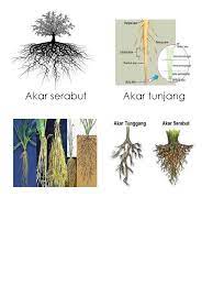 Bakau (rhizophora conjugata), pandan 7. Akar Serabut Akar Tunjang