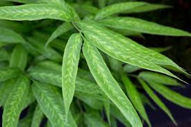 Image result for Coniogramme