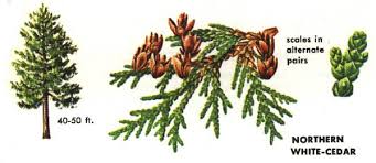 Thuja occidentalis l.) is an important tree species in the northeastern united states and adjacent canada. Northern White Cedar Northern White Cedar White Cedar Cedar