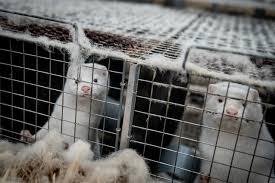 Prima di stabilire, tuttavia, se è i cani di taglia massiccia e quelli piccoli tendono a. Migliori Brandine Per Cani Classifica Di Aprile 2021