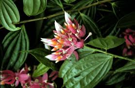Image result for Ericaceae