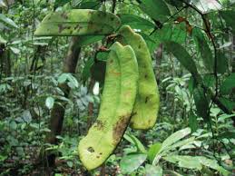 Image result for Tessmannia anomala