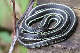 Found this baby florida brown snake in my pool. Garter Snakes The Good The Bad And The Ugly Epm