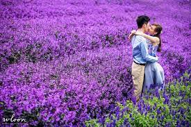 Cameron highlands is situated in pahang, west malaysia. Cameron Lavender Garden Cameron Highlands Wedding Research Malaysia