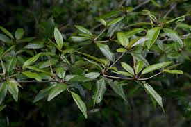 Image result for Croton pseudopulchellus